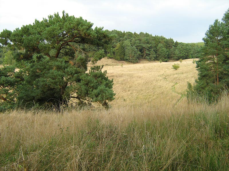 Blick auf den Findlingsgarten